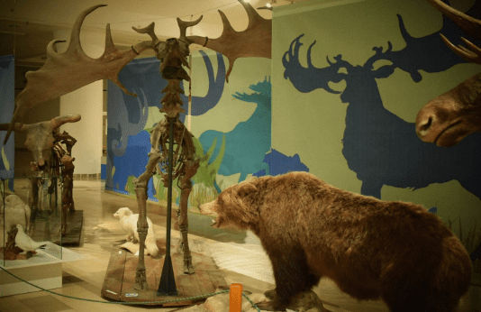 Угорський музей природничої історії Будапешта: факти та дивовижні експонати