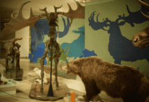 A budapesti Magyar Természettudományi Múzeum: tények és lenyűgöző kiállítási tárgyak