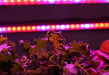 Bedrock.farm: rendhagyó farm Budapesten