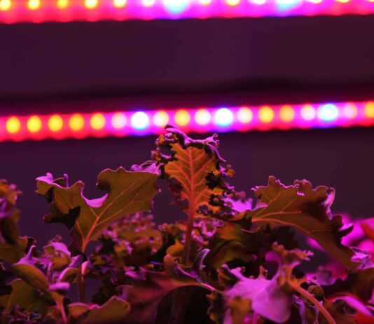 Bedrock.farm: незвичайна ферма в Будапешті