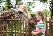 A legjobb állatkertek Budapest közelében, amelyeket érdemes felkeresni