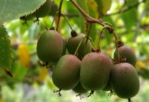 От тропиков до Дуная: бизнес на экзотических фруктах в Будапеште и регионе