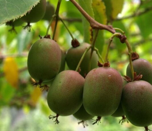 От тропиков до Дуная: бизнес на экзотических фруктах в Будапеште и регионе